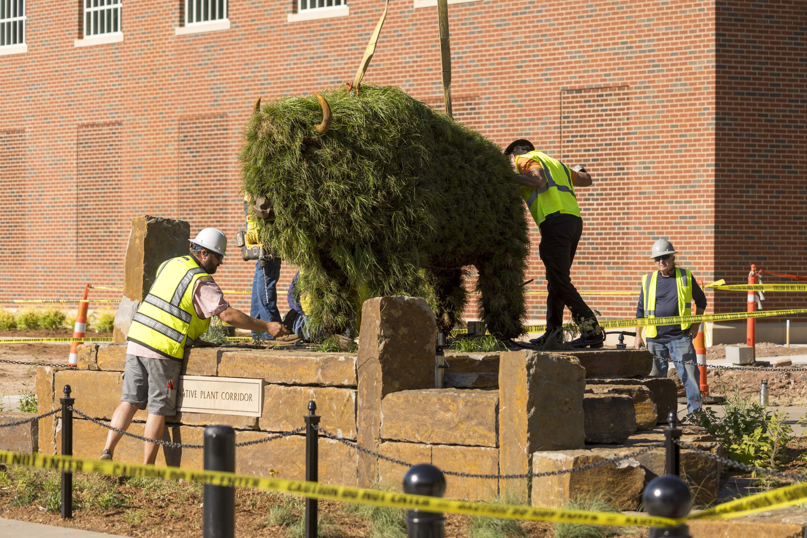 Bison Being Crained Into Place Bison Being Crained Into Place