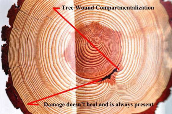 fig_2_tree_care_standards.jpg Tree Damage
