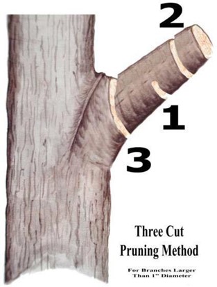 Three Cut Three Cut