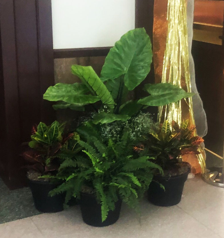 Mix of Large and Small Plants Mix of Large and Small Plants