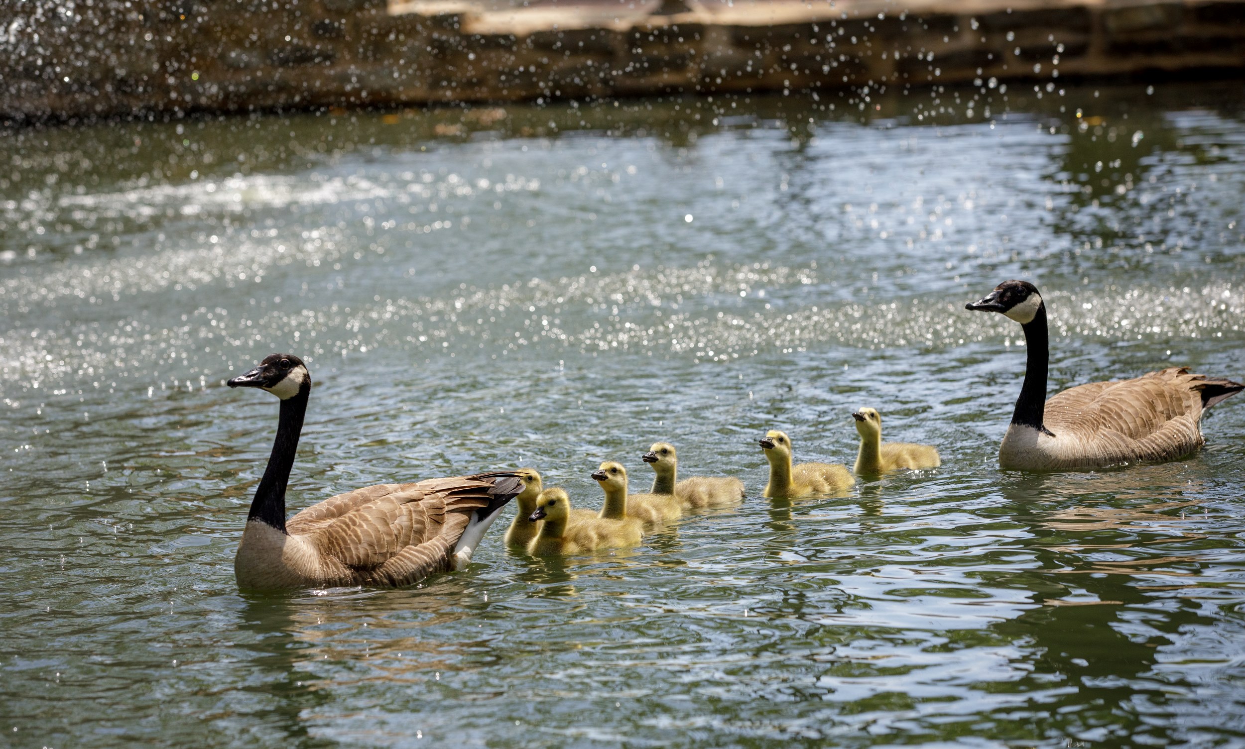 Theta Pond Geese