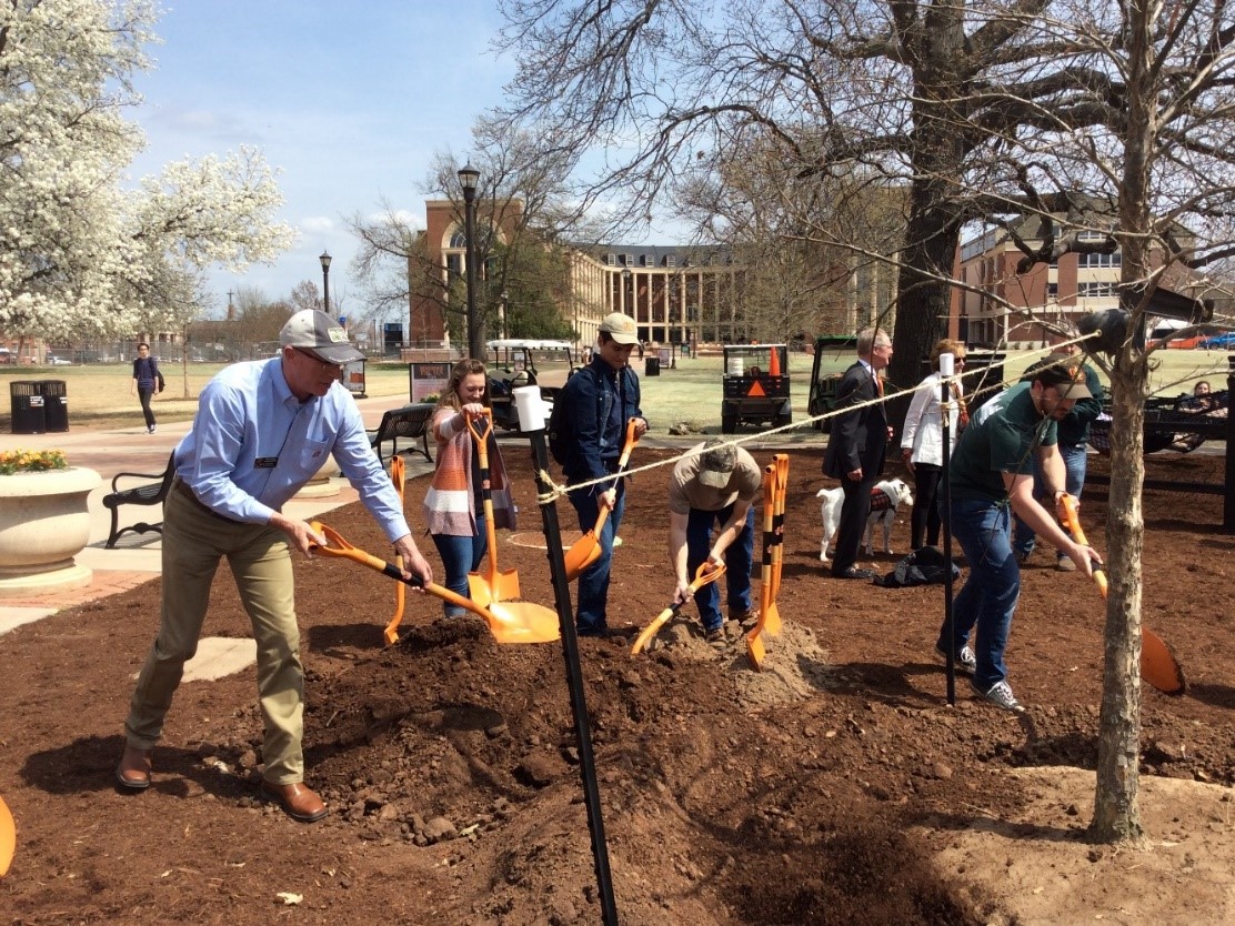 Planting a Swamp Chestnut Oak 